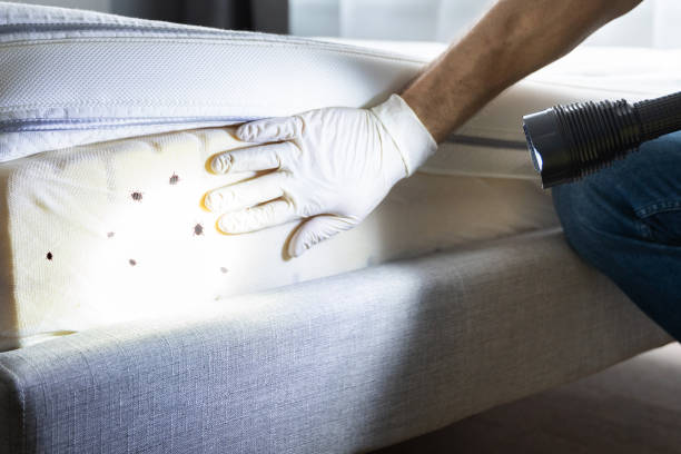 Best Termite Control Services  in Gore, OK